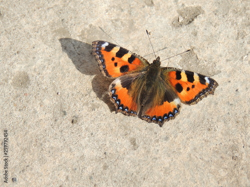 butterfly on a leaf