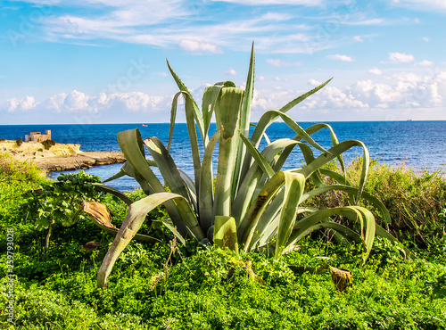 Aloe vera plant bush against the background of the sea and sky