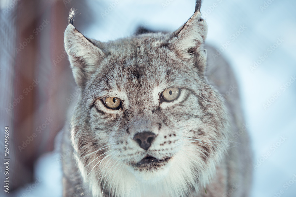 Wild dangerous lynx running on rock hill in sunny day in Les Angles, Pyrenees, France Wild dangerous lynx running on rock hill in sunny day in Les Angles, Pyrenees, France