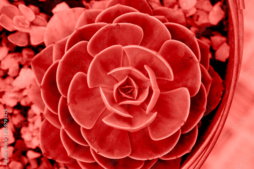 Naklejka premium Coral succulent background. Background of color of the year with trendy succulent