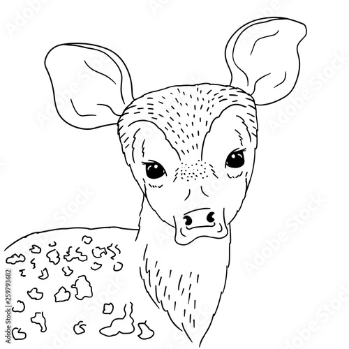 Illustration young deer portrait on white background. Vector hand drawn of baby deer with naive eyes.