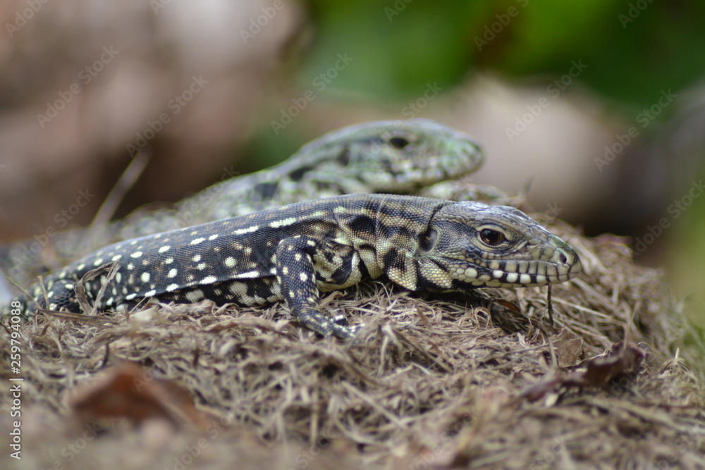 Naklejka premium iguanas