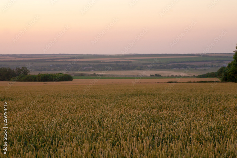 Field of ripe wheat before harvest