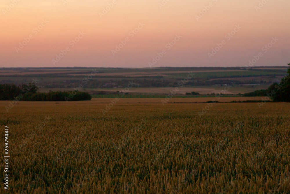 Field of ripe wheat before harvest