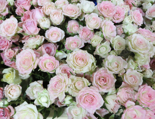 A bouquet of fresh beautiful pale pink roses in a vase.