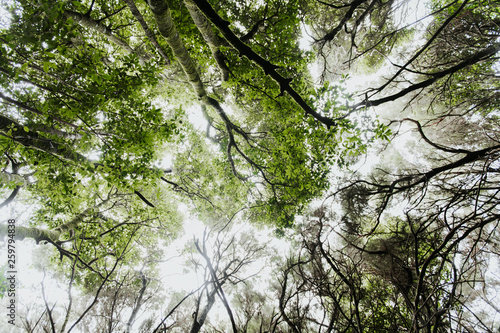 From below amazing view of high verdant woods in forest and sky with sunshine photo