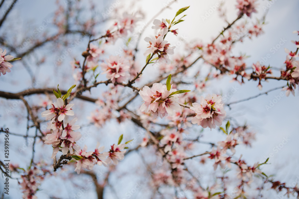Closeup wooden twig with pink blooms in garden on hills on blurred background Closeup wooden twig with pink blooms in garden on hills on blurred background