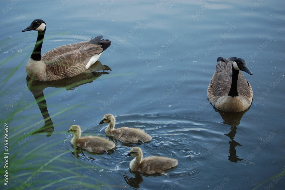 Obraz premium ducks on lake