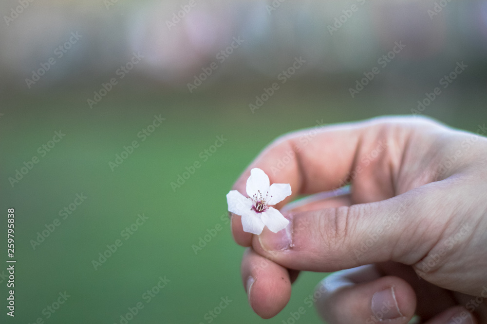 Man hands Almond flower in a park, selective focus Man hands Almond flower in a park, selective focus