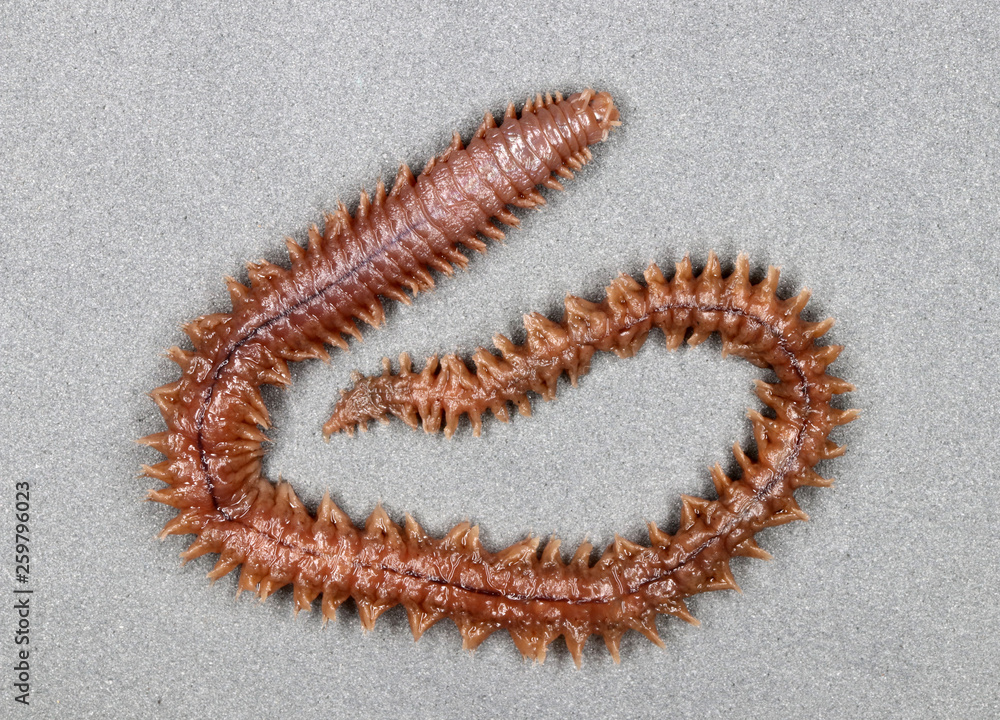 Clam worm (Nereis sp.) (dorsal view) Stock Photo Adobe Stock