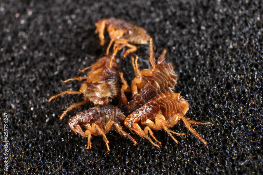 Dog fleas (Ctenocephalides canis (Curtis, 1826) on a black background Dog fleas (Ctenocephalides canis (Curtis, 1826) on a black background