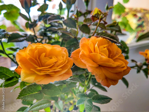 Beautiful bright orange rose buds, spring, summer, beauty.