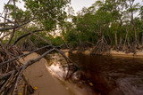 Mangroven mit langen Wurzeln entlang eines Flusses in Australien