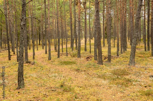 Beautiful woods forest in Ekerö - Sweden