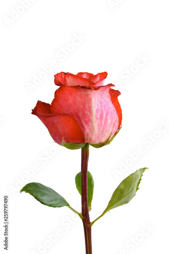 Beautiful red rose on a white background