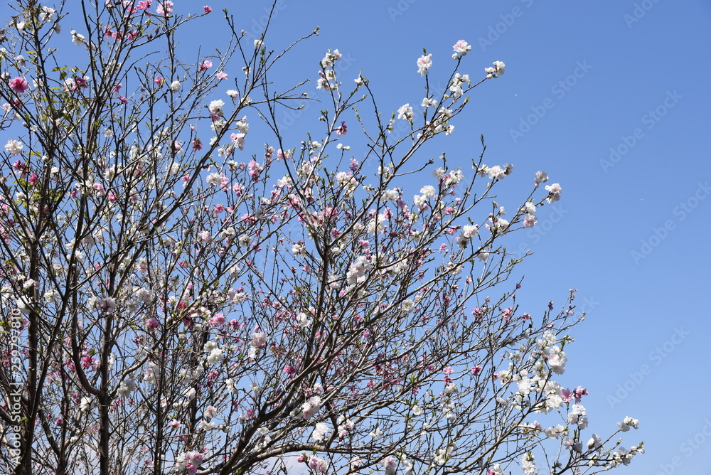 Peach blossoms in full bloom Peach blossoms in full bloom