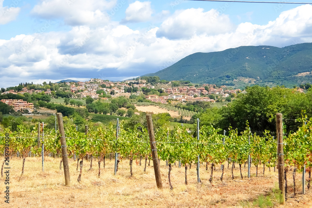 Italian vineyards. Beautiful sunny day in italian countryside.