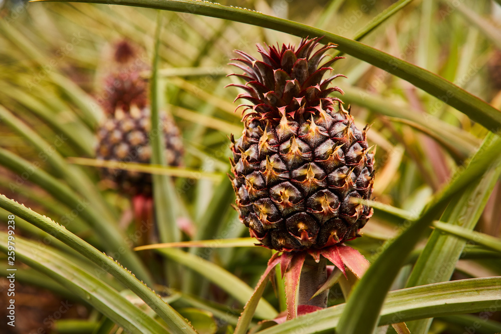 Tropical green bushy tree with ripening pineapple on plantation of El Hierro island Tropical green bushy tree with ripening pineapple on plantation of El Hierro island