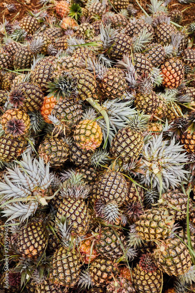 From above of big pile of just harvested and ripen pineapples From above of big pile of just harvested and ripen pineapples
