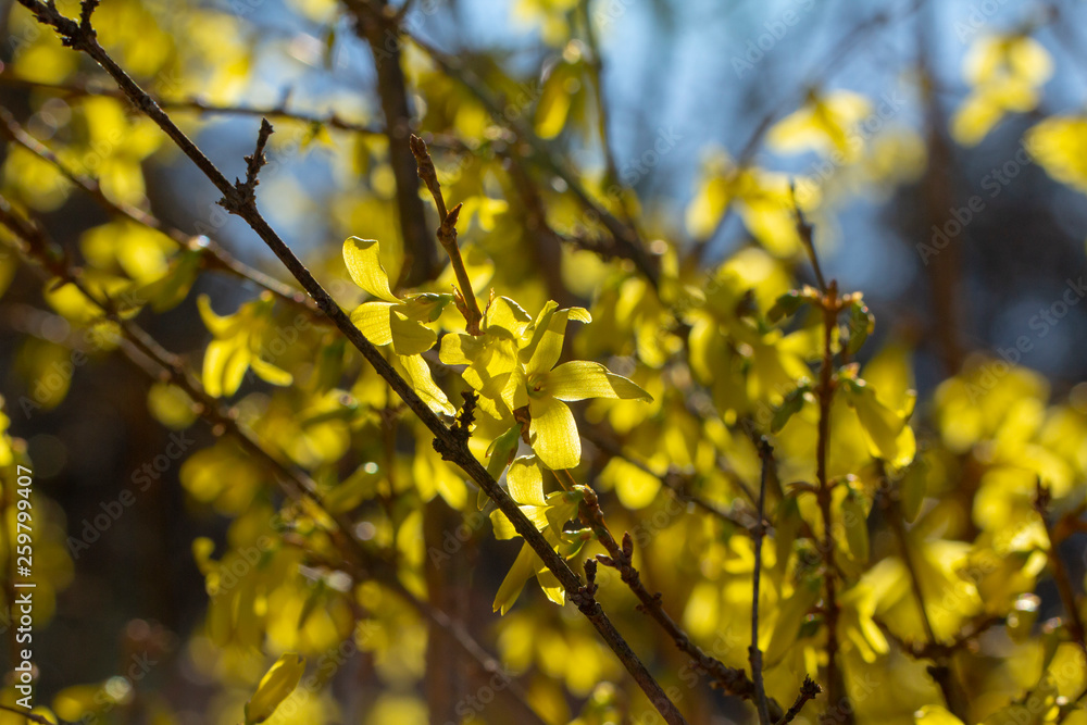 Forsythia × intermedia, or border forsythia. An ornamental deciduous shrub. The yellow flowers of the shrubs. Forsythia × intermedia, or border forsythia. An ornamental deciduous shrub. The yellow flowers of the shrubs.