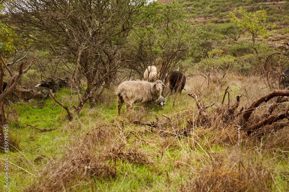 Big herd of domestic sheep with babies grazing on green meadow in countryside, Canary Islands Big herd of domestic sheep with babies grazing on green meadow in countryside, Canary Islands