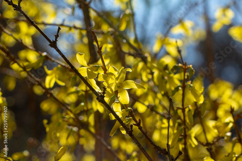 Forsythia × intermedia, or border forsythia. An ornamental deciduous shrub. The yellow flowers of the shrubs.