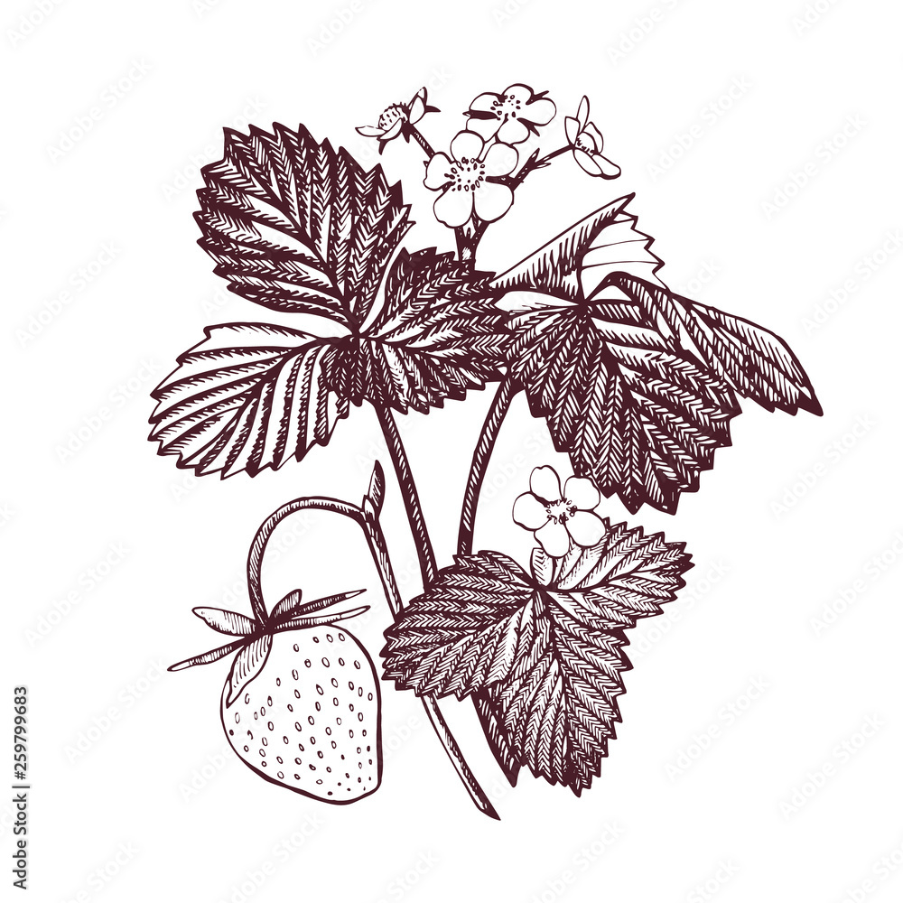 Strawberry illustration. Engraved style illustration. Sketched hand drawn berry, flowers, leafs and branches.