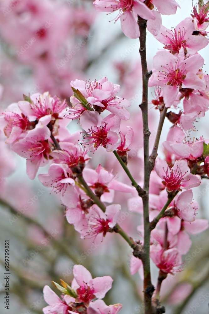 Velvet pink peach blossom on scrub close up. Selected focus. Gardening in Germany.