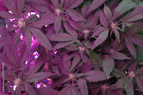 Marijuana plants develop buds indoors under LED grow lights during the first weeks of flowering as white pistils or 