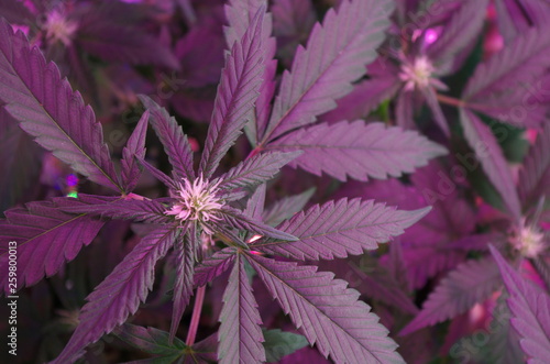 Pistils form as marijuana buds develop in the early stages of the cannabis sativa indica hybrid plant flowering cycle of an indoor home grow.