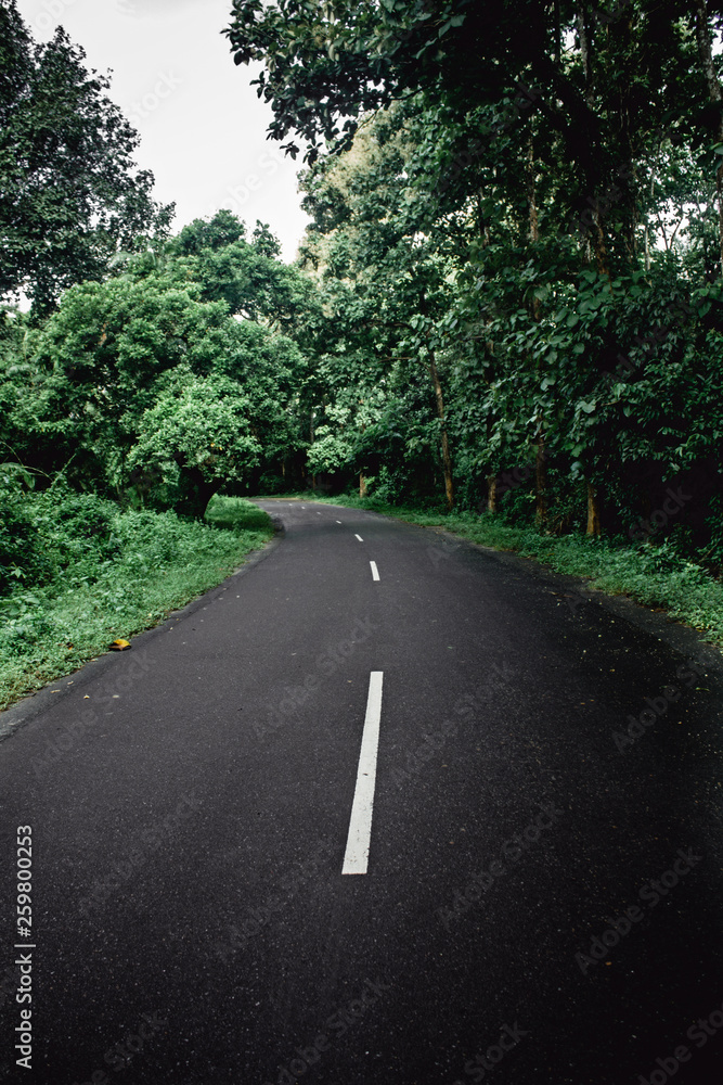 road in the forest road in the forest