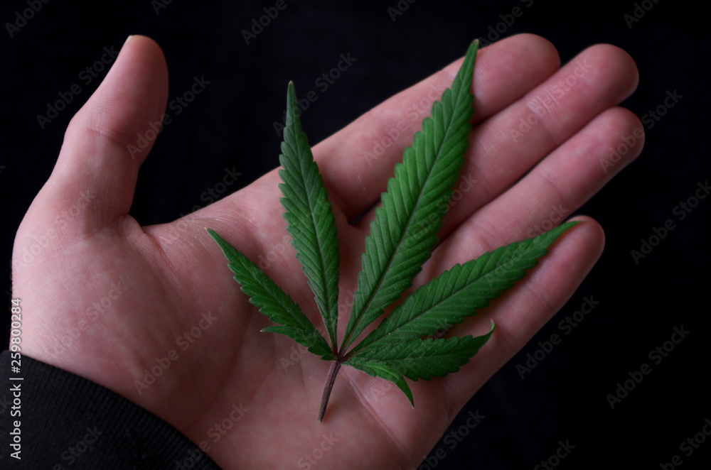 Ταπετσαρία A green marijuana fan leaf on display in the open palm of a home cultivator against a black background
