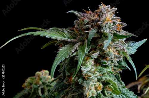 Selective focus of a female marijuana bud and the maturing pistils as they darken and curl in and the trichomes as they turn cloudy as the harvest window approaches and the flowers achieve ripeness. photo