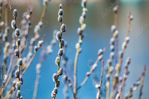 Pussy-willow branches with catkins, spring background