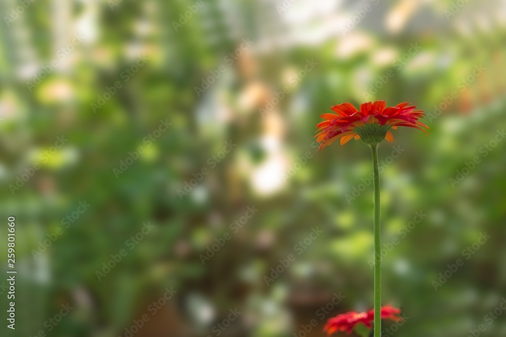 Pink blooming tropical flower on a green background Pink blooming tropical flower on a green background