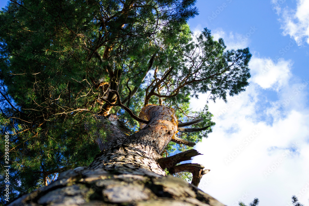 Obraz premium Coniferous bark close-up, view of the pine tree from top to bottom. Nature, forest.