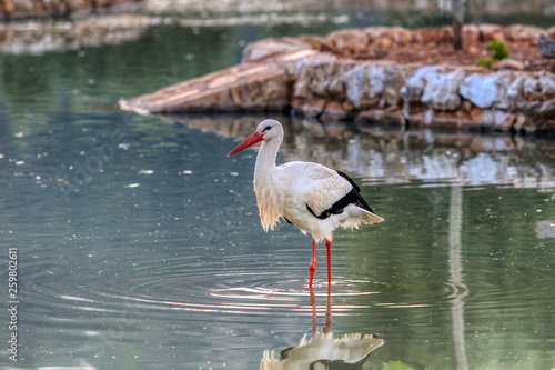 Stork walks in a pond