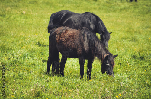  Black horses in a field in the mountain