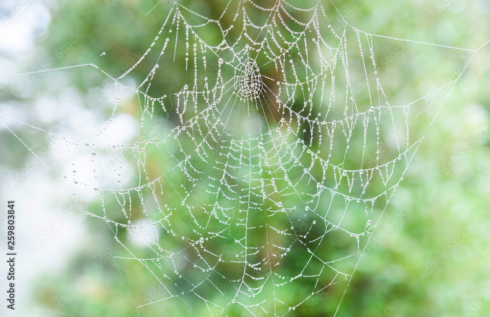 The spider thin web cobweb closeup background.