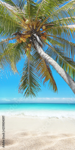 Coconut palm tree hanging over the tropical white sandy beach and turquoise sea.
