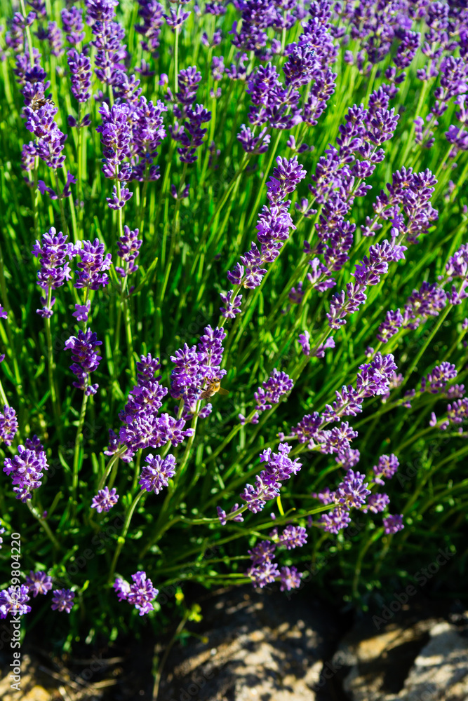 Fototapeta premium purple lavender flowers with stones