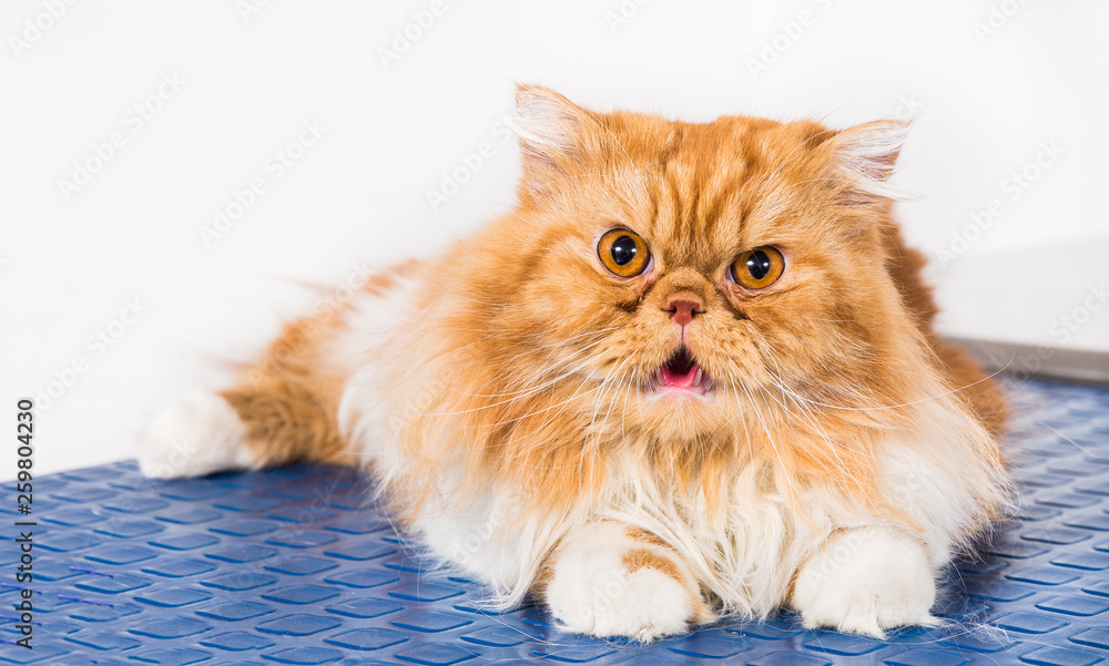 Fototapeta premium Persian breed cat on the blue table