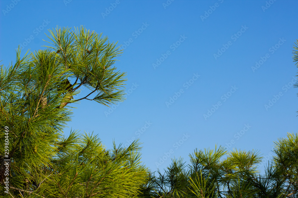 cedar north forest tree needle pine branches on empty blue sky background cedar north forest tree needle pine branches on empty blue sky background