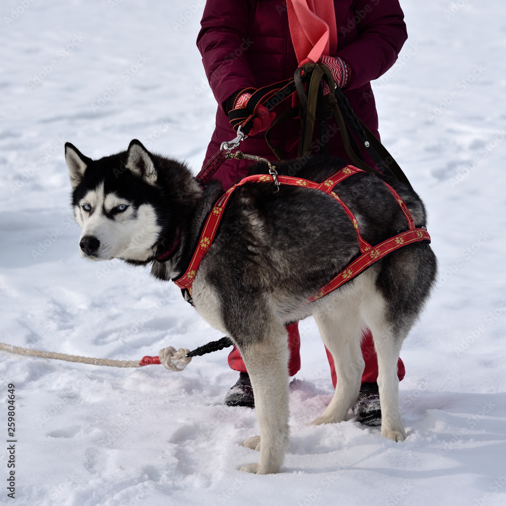 siberian husky in the snow with a little mistress siberian husky in the snow with a little mistress