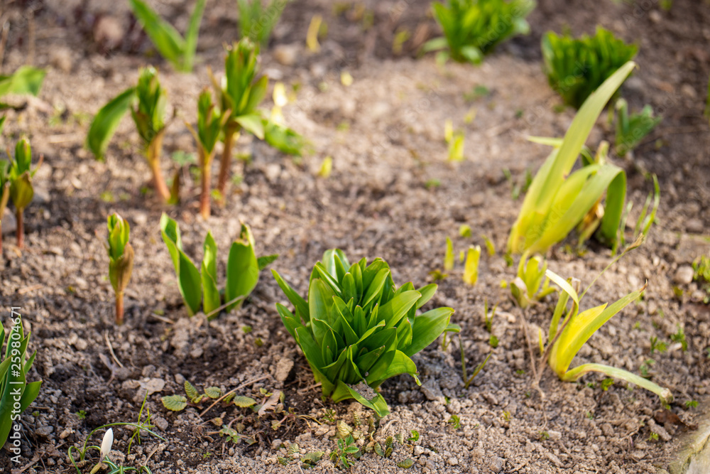 Young sprouts came out of the ground Young sprouts came out of the ground