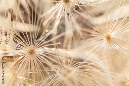 white and beige dandelion seed pattern