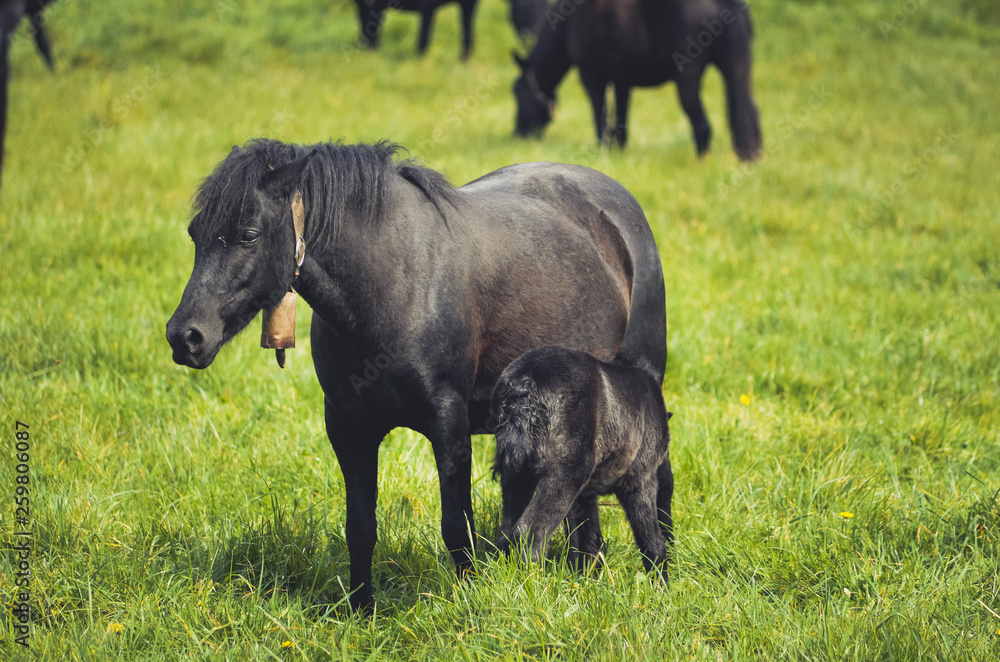 Black horses in a field in the mountain Black horses in a field in the mountain