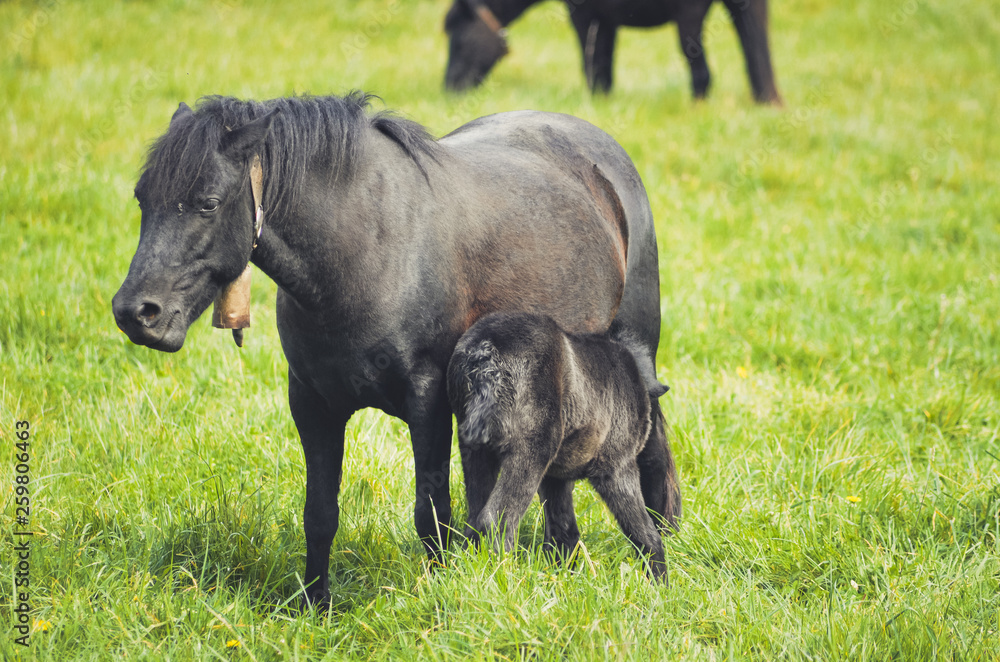 Black horses in a field in the mountain Black horses in a field in the mountain