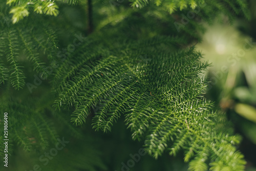 green slender leaves on a blurred background.