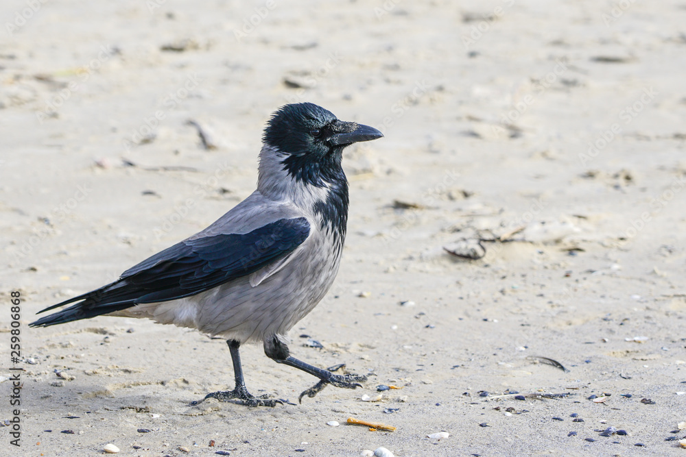 A gray crow walking along the seashore A gray crow walking along the seashore